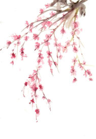 老杨白敏第11章